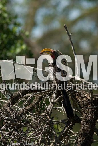 Gelbschnabeltoko (4 von 5).jpg